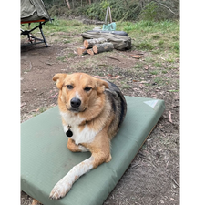 Hound Canvas Dog Bed, durable and comfortable for hardworking adventure dogs