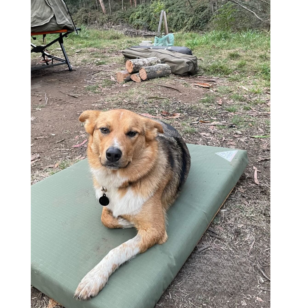 Hound Canvas Dog Bed, durable and comfortable for hardworking adventure dogs