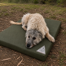 Dog lying on a green dog bed outdoors with a visible brand logo.