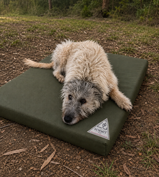 Dog lying on a green dog bed outdoors with a visible brand logo.